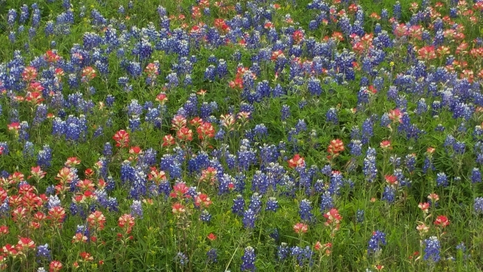 bluebonnets and indian paintbrush